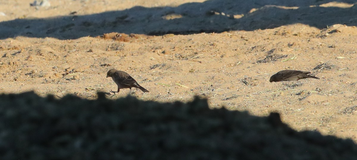 Brown-headed Cowbird - ML644961652