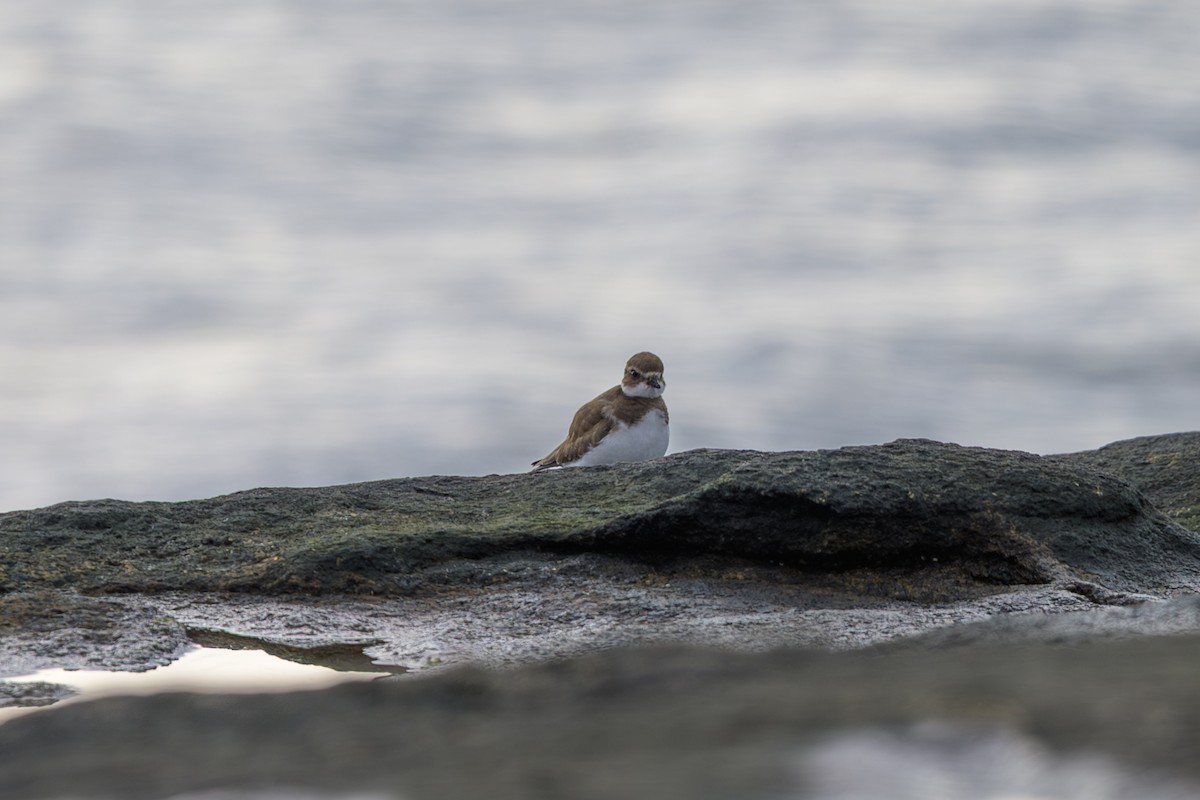 amerikasandlo - ML644961664