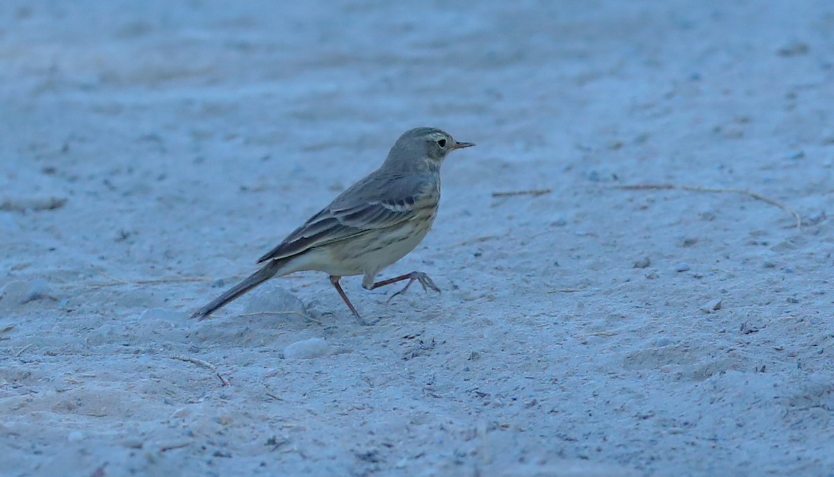 American Pipit - ML644961669