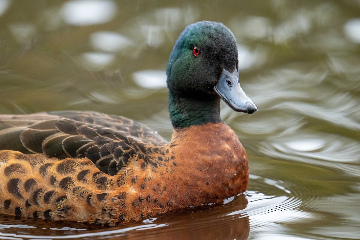 Chestnut Teal - ML644961673