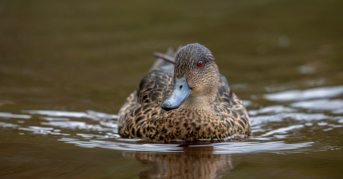 Chestnut Teal - ML644961682