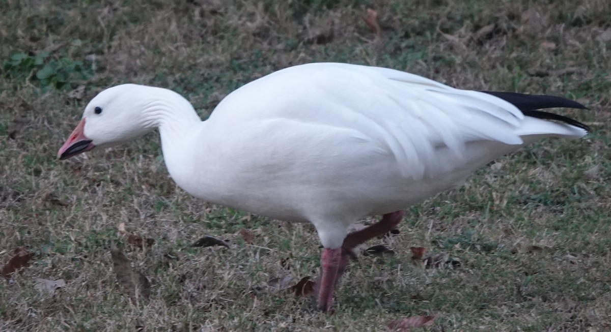 Snow Goose - ML644961690