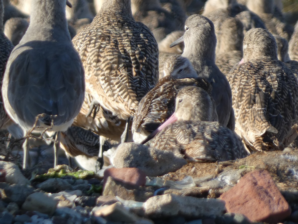 Bar-tailed Godwit - ML644961706