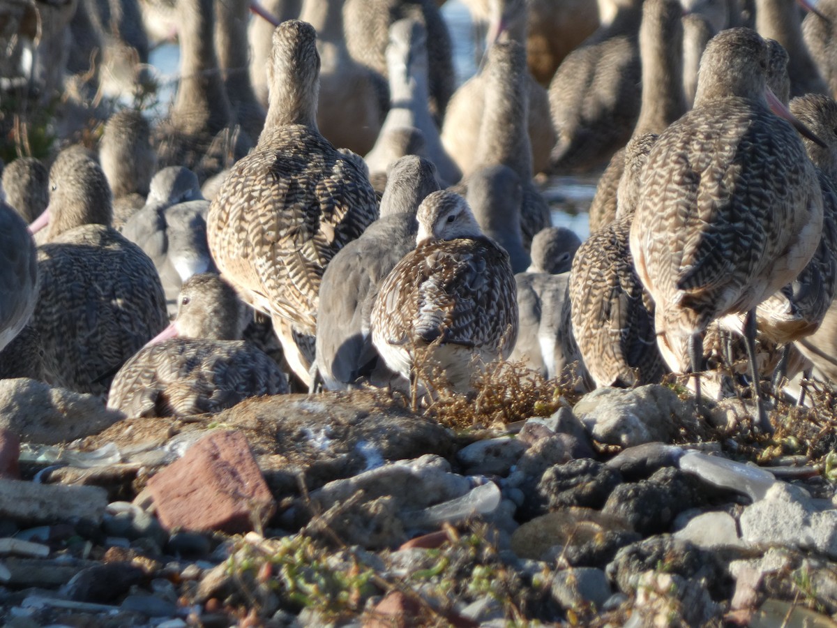 Bar-tailed Godwit - ML644961707