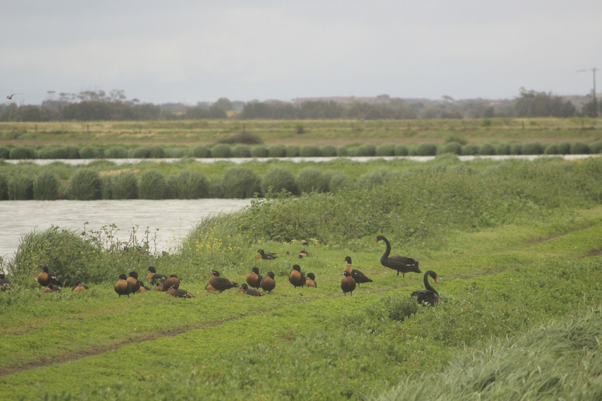 Australian Shelduck - ML644961710