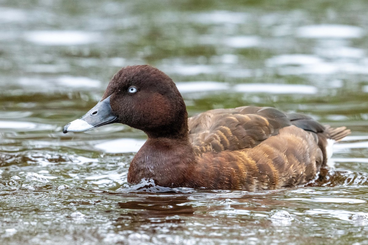 Hardhead - ML644961725