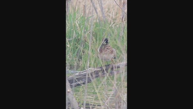 Orman Ördeği - ML644961728