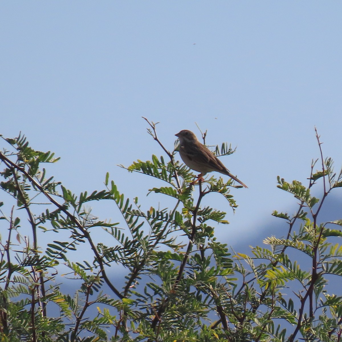 Vesper Sparrow - ML644961733