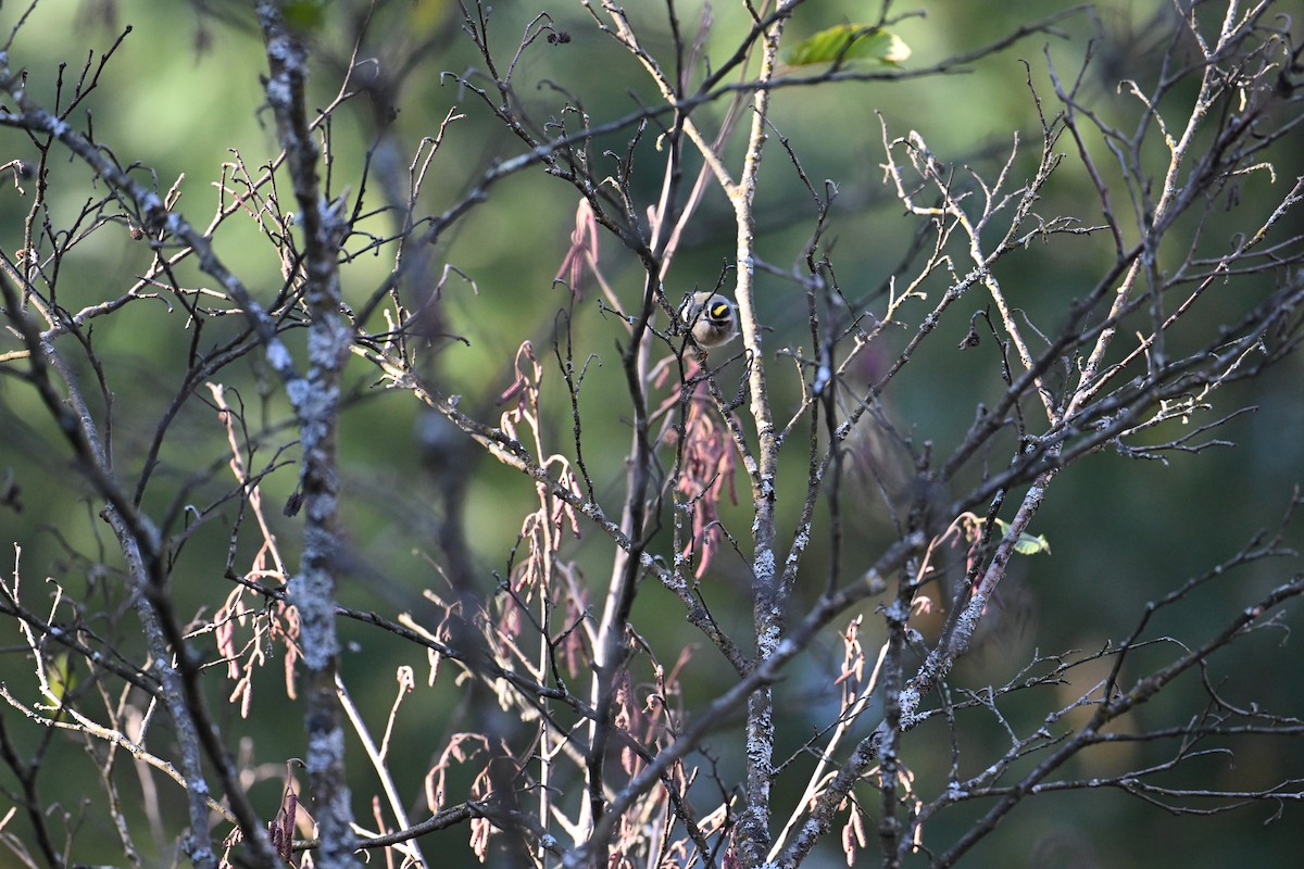 Golden-crowned Kinglet - ML644961758