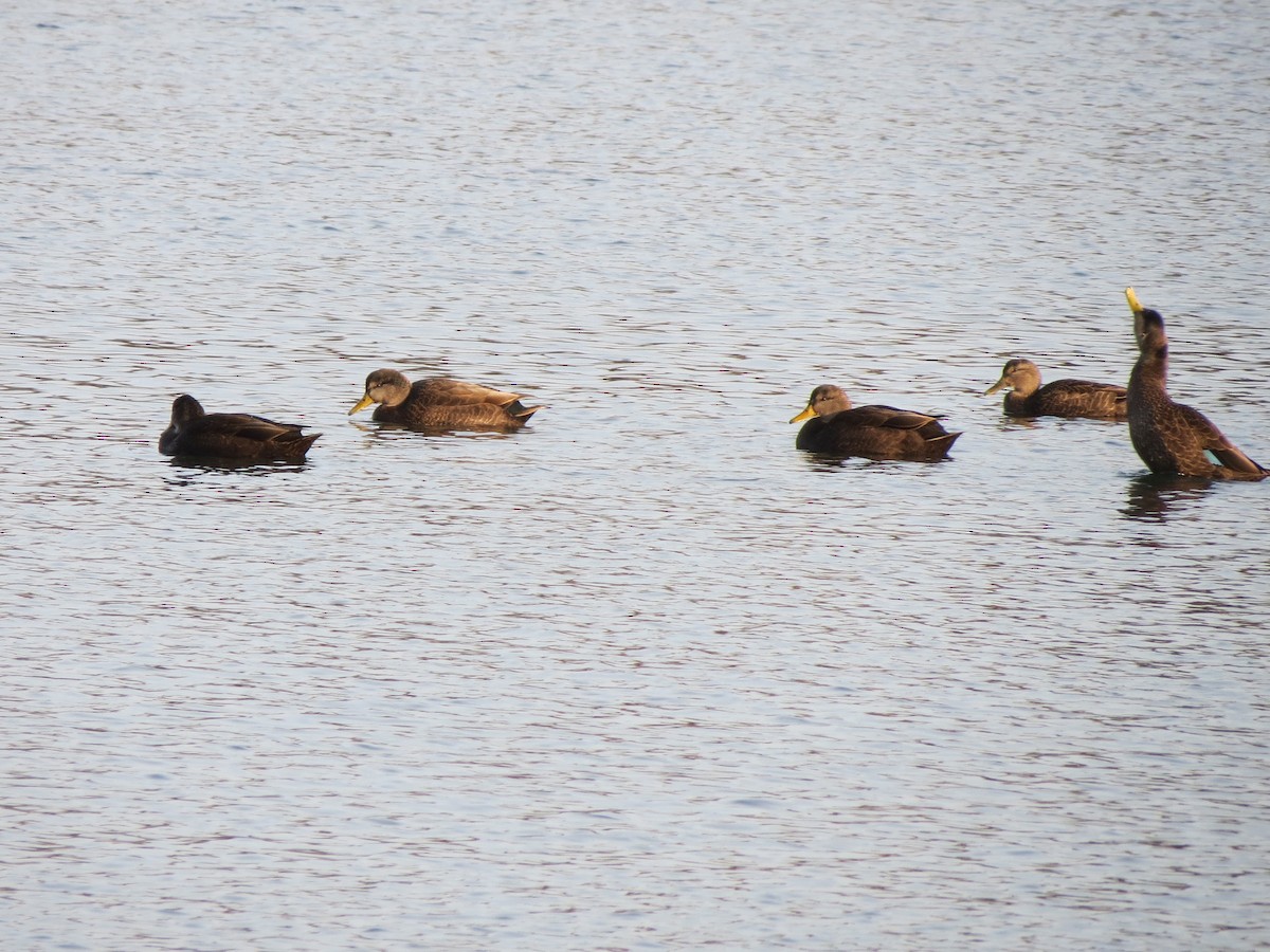 American Black Duck - ML644961759