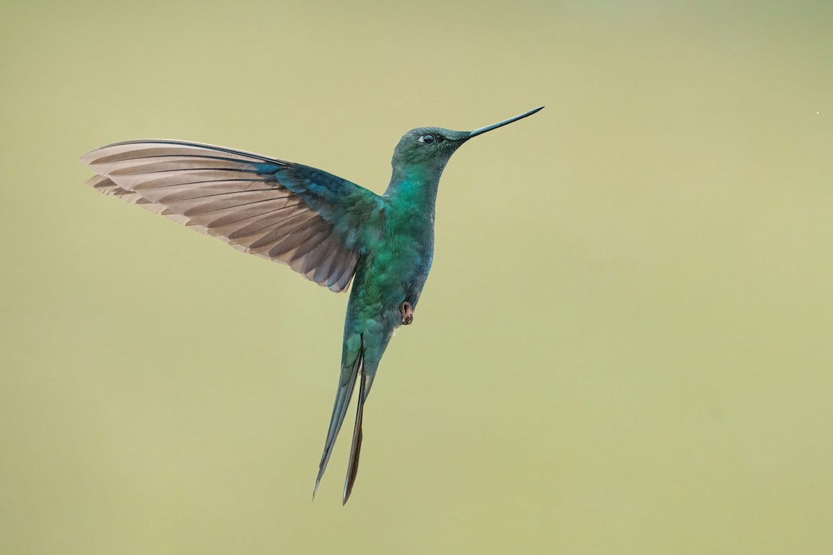 Great Sapphirewing - ML644961771