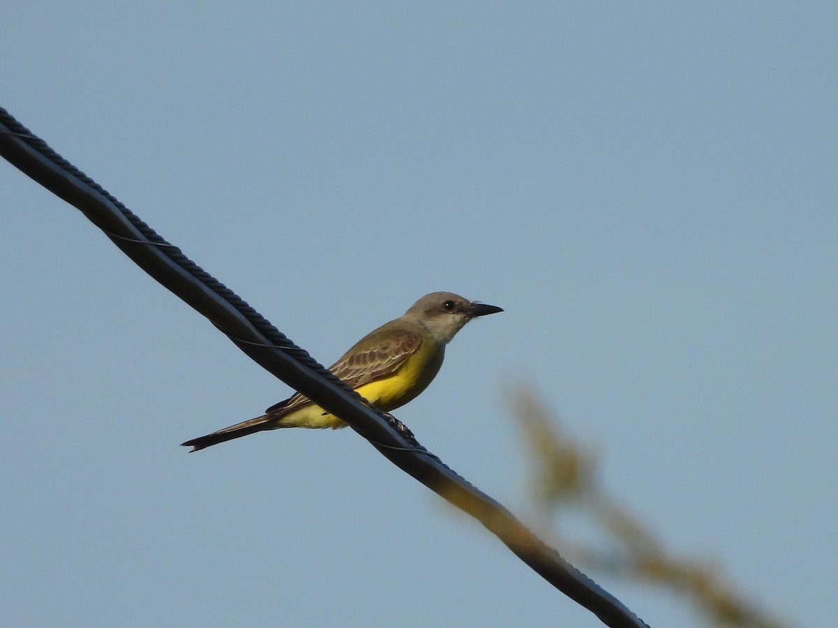 Tropical Kingbird - ML644961778
