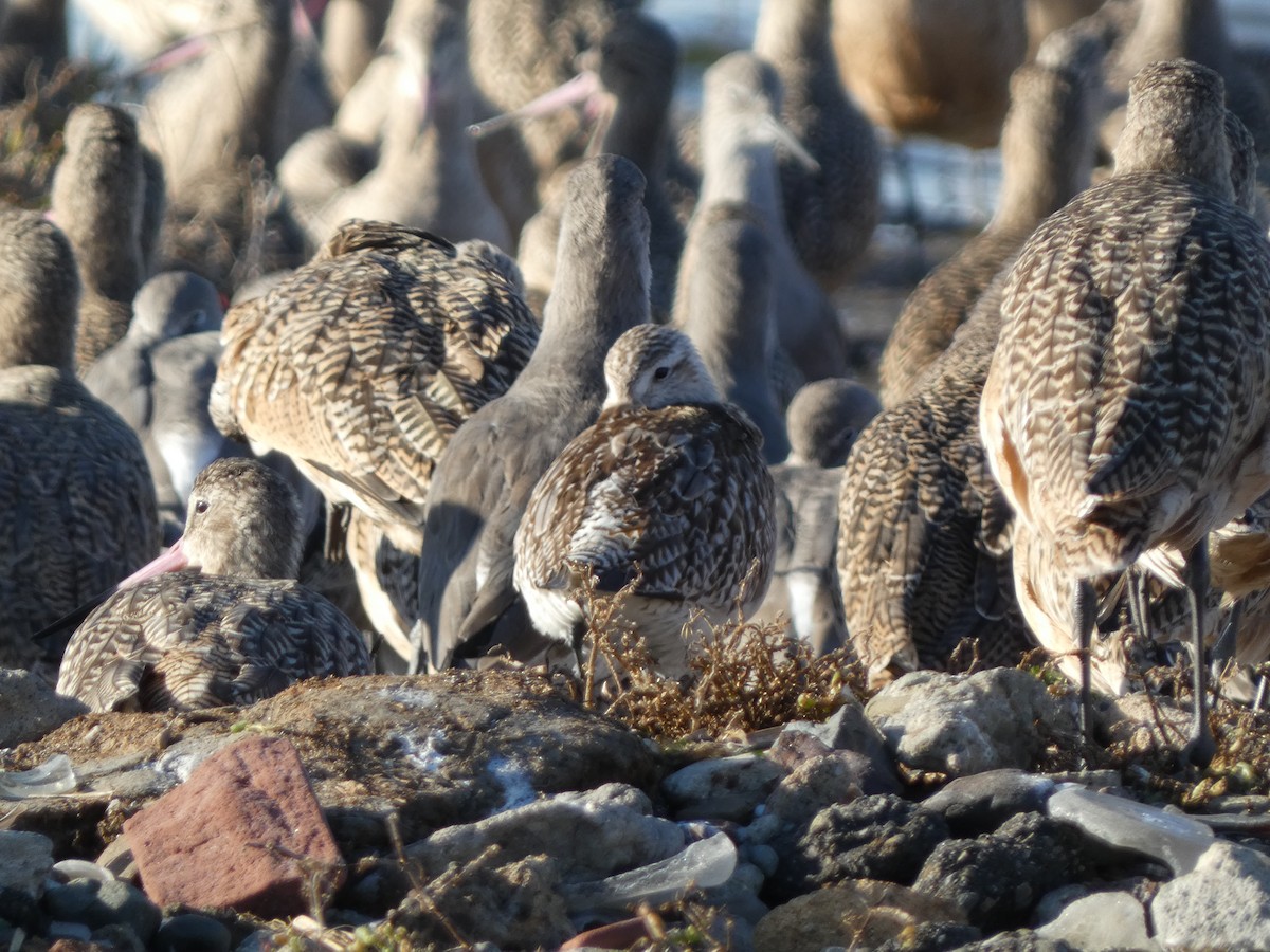 Bar-tailed Godwit - ML644961780