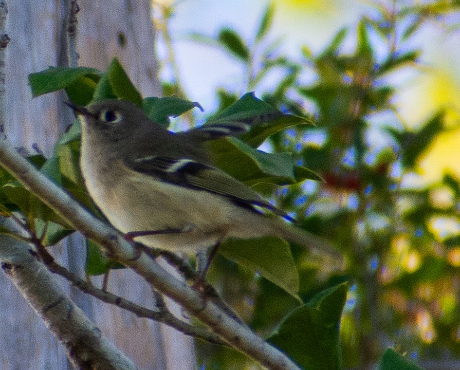 Ruby-crowned Kinglet - ML644961785