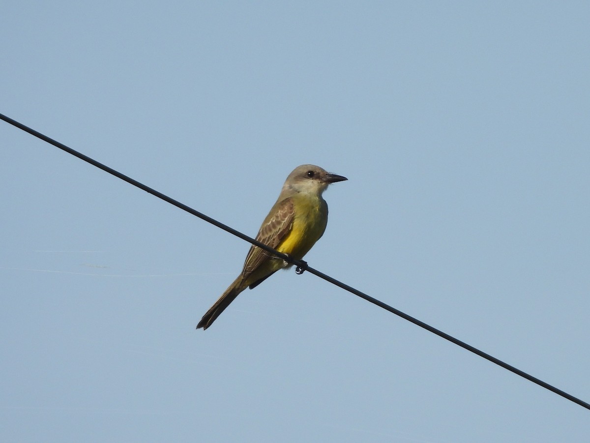 Tropical Kingbird - ML644961793