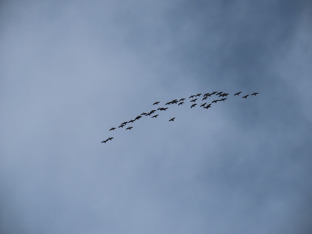 Canada Goose - ML644961811