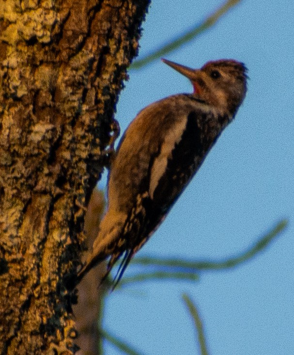 Yellow-bellied Sapsucker - ML644961827