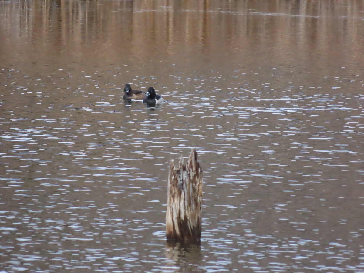 polák proužkozobý - ML644961843