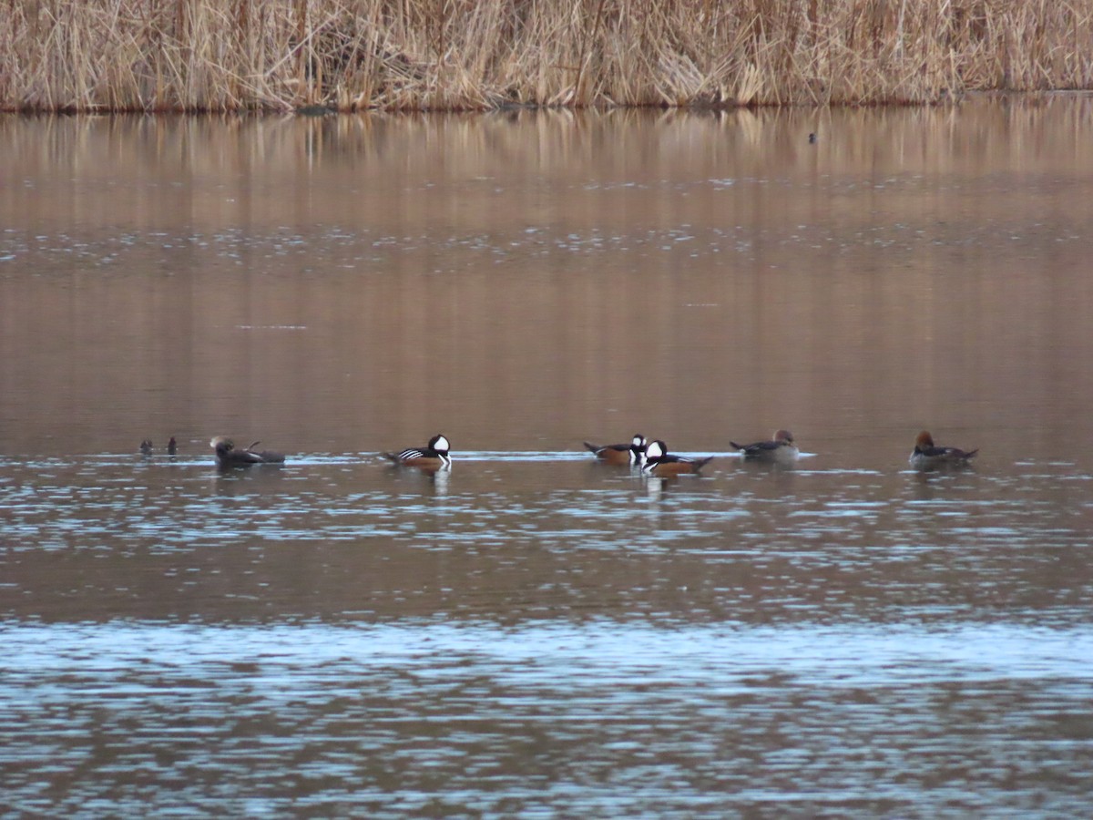 morčák chocholatý - ML644961863