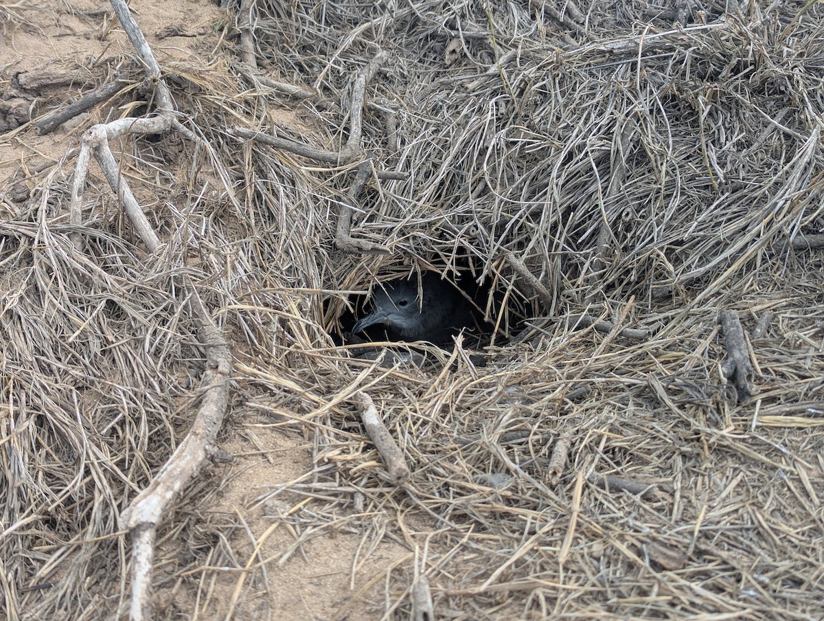 Wedge-tailed Shearwater - ML644961871