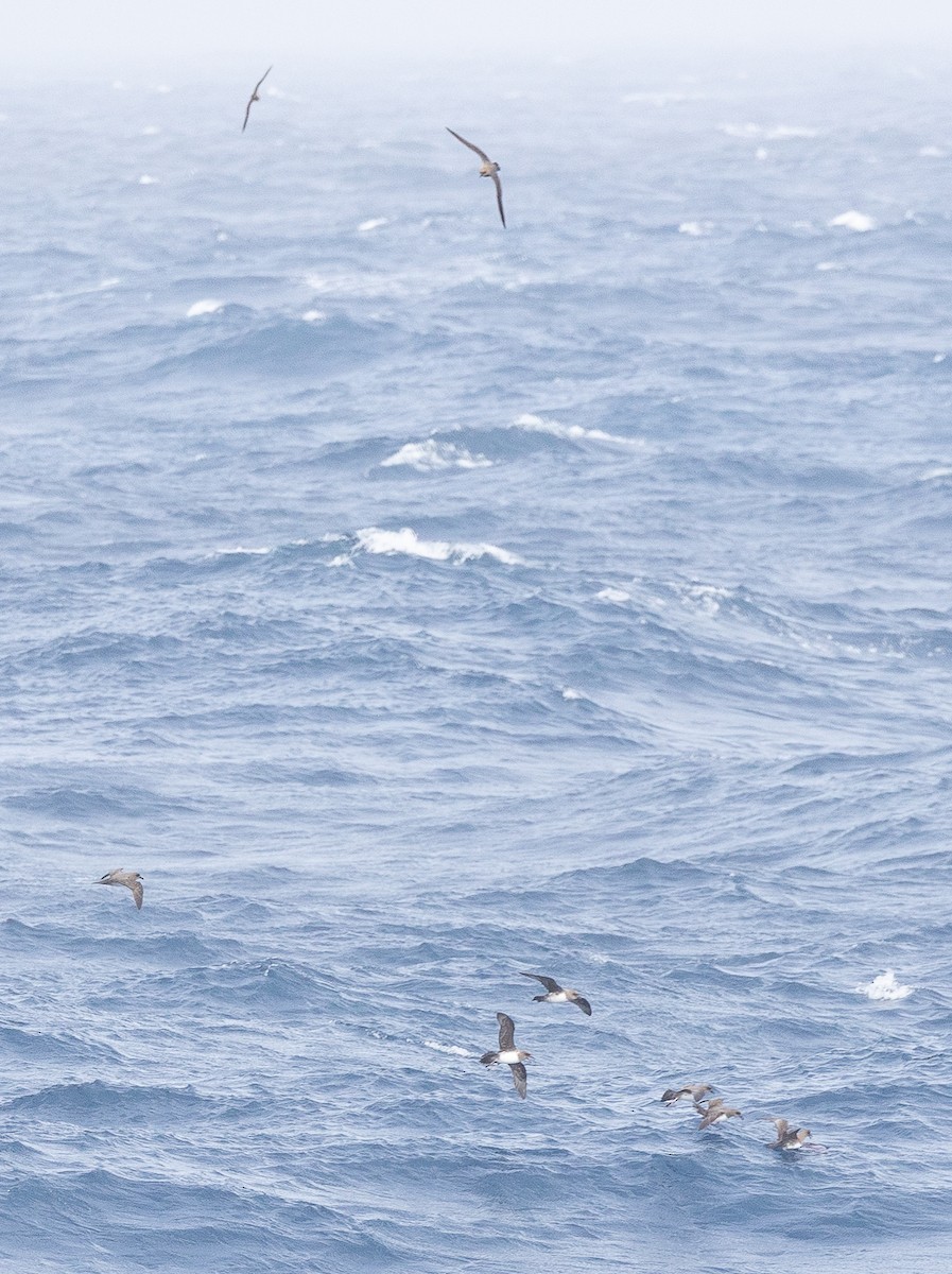 Atlantic Petrel - ML644961888