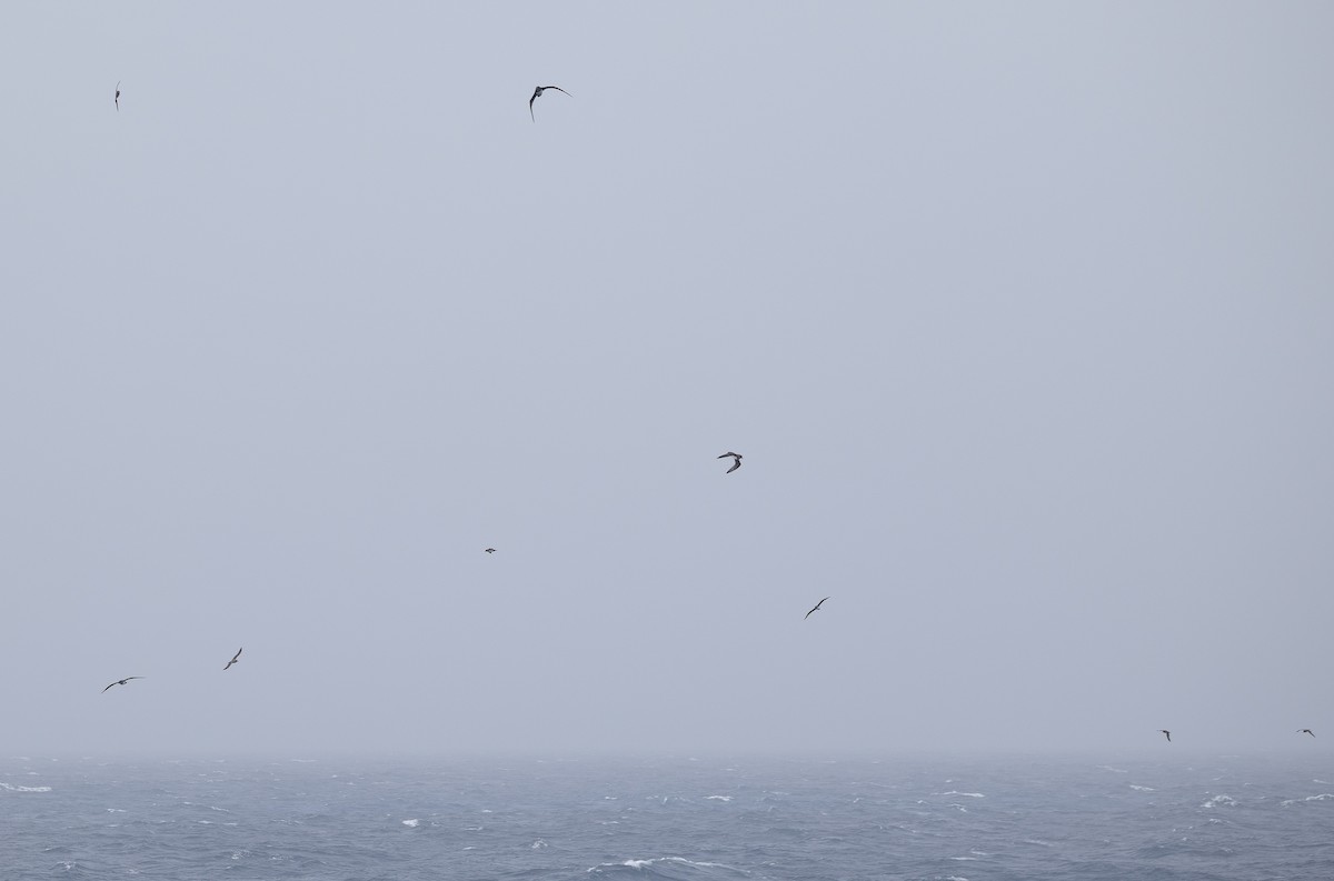 Atlantic Petrel - ML644961889