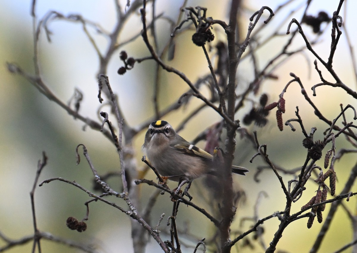 Golden-crowned Kinglet - ML644961891