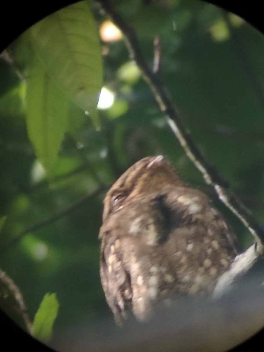 チャックウィルヨタカ - ML644961894