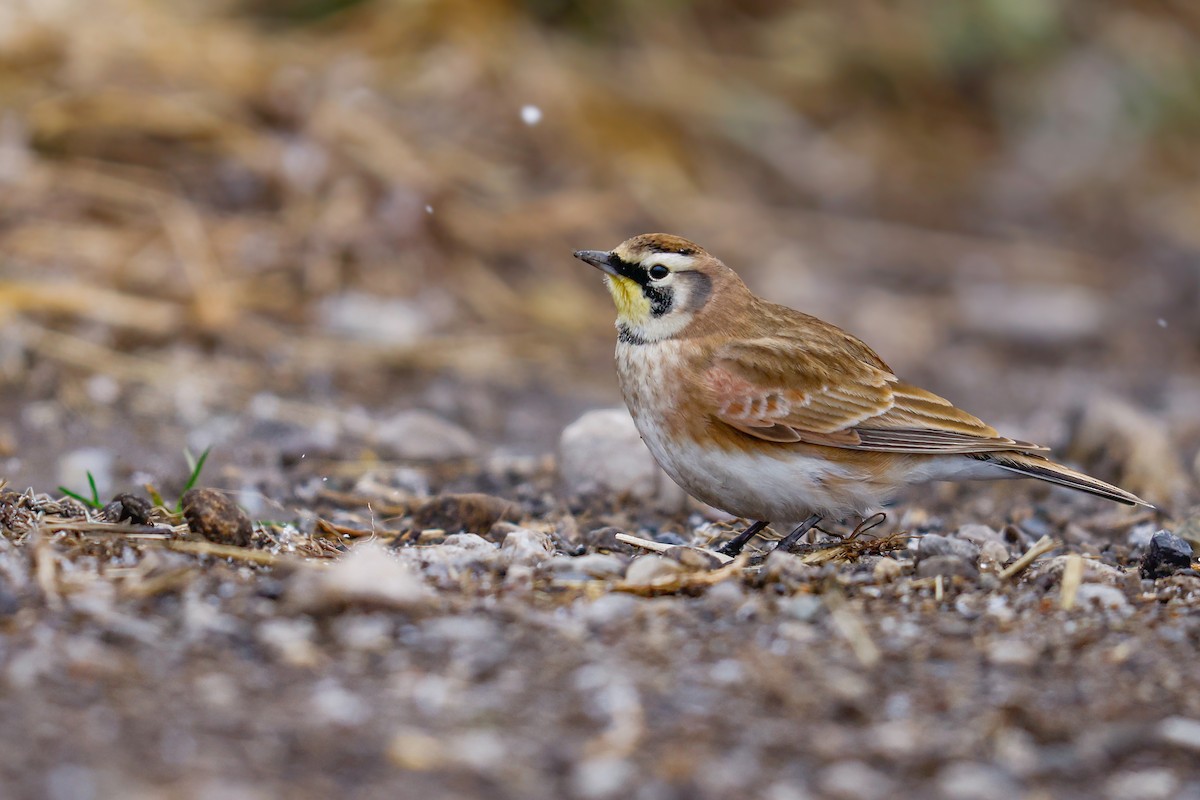 Horned Lark - ML644961903