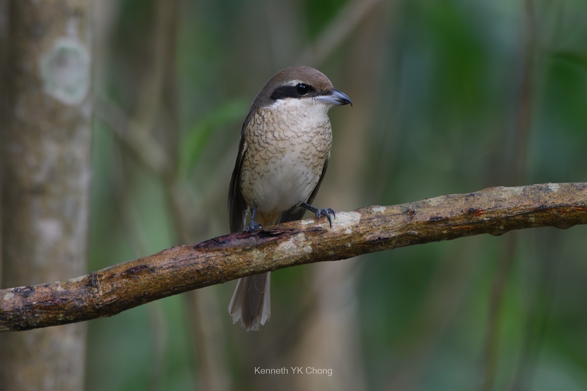 Brown Shrike - ML644961938