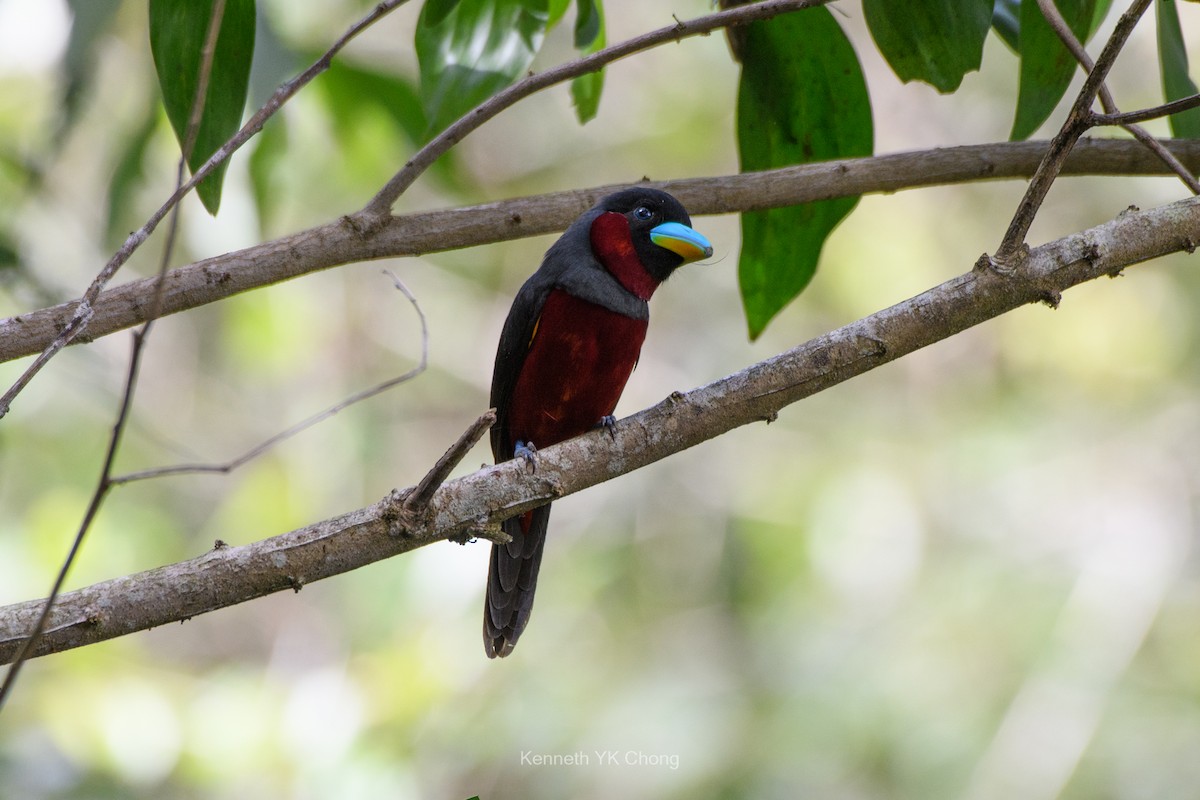 Black-and-red Broadbill - ML644961941