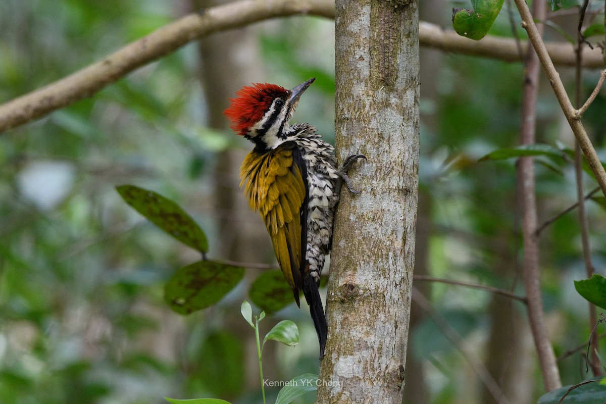 Common Flameback - ML644961942