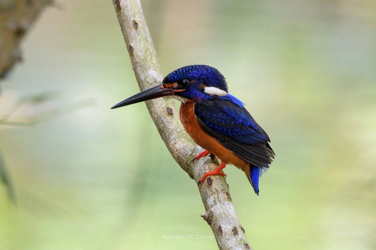 lakmusisfugl - ML644961943