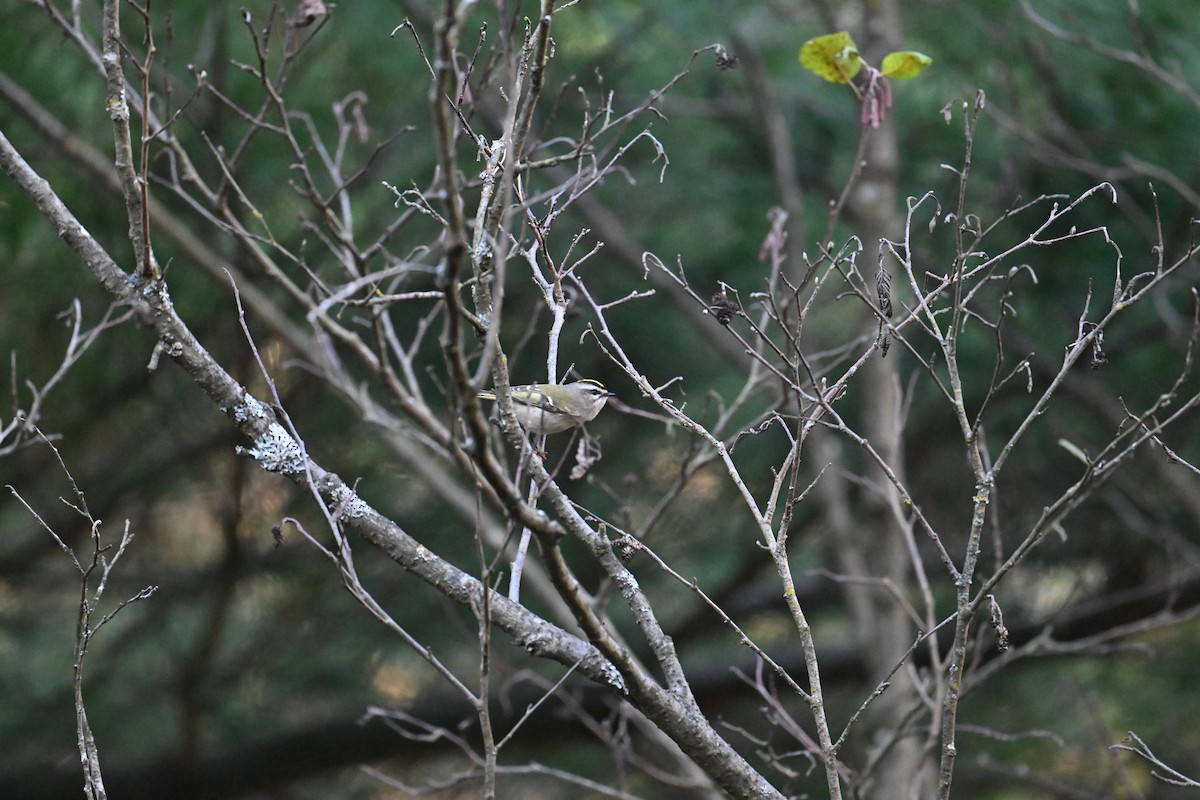 Golden-crowned Kinglet - ML644961946
