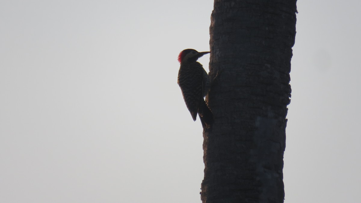 Декол плямистоволий - ML644961961