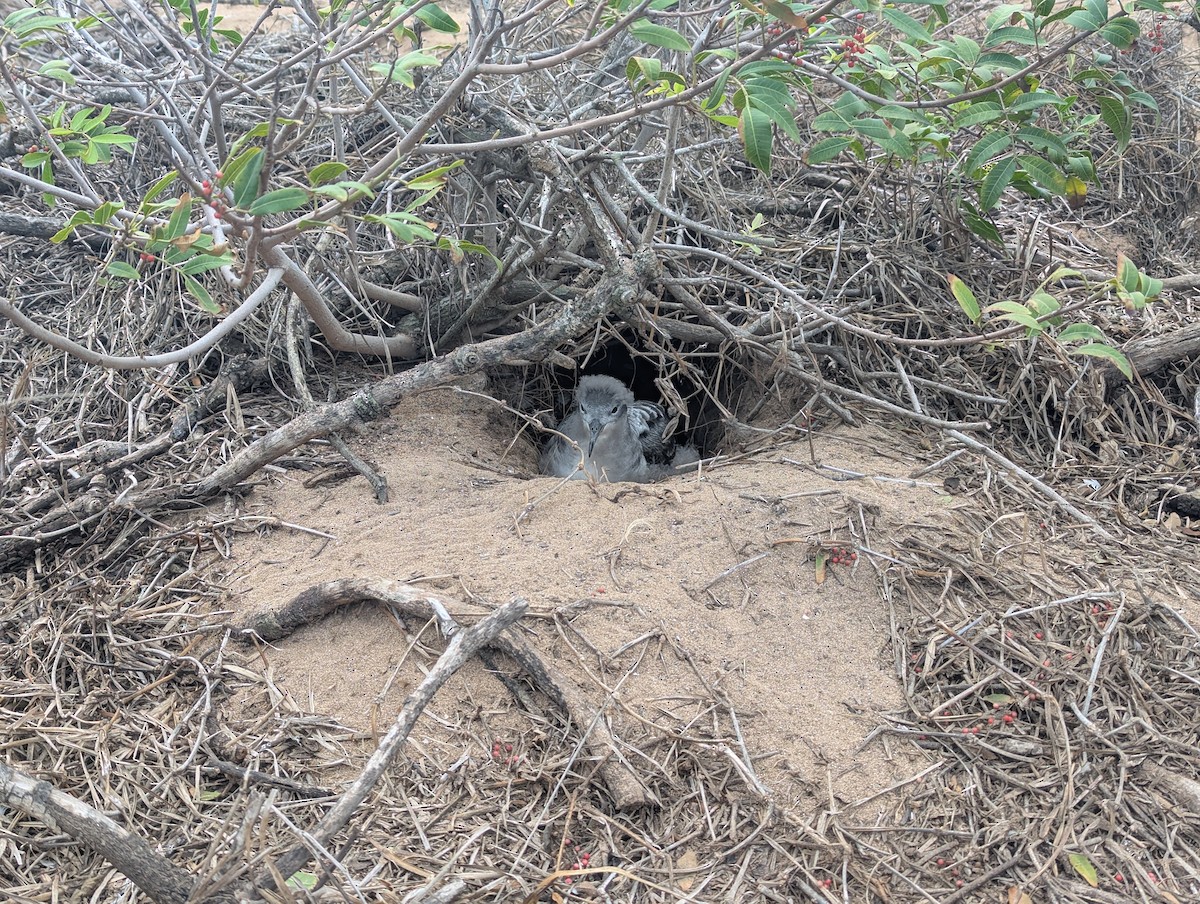 Wedge-tailed Shearwater - ML644961981