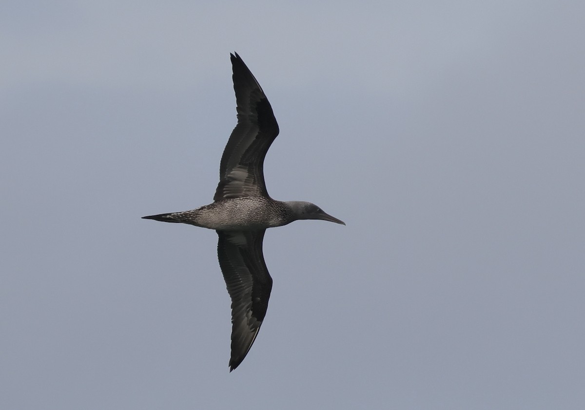 Northern Gannet - ML644962000