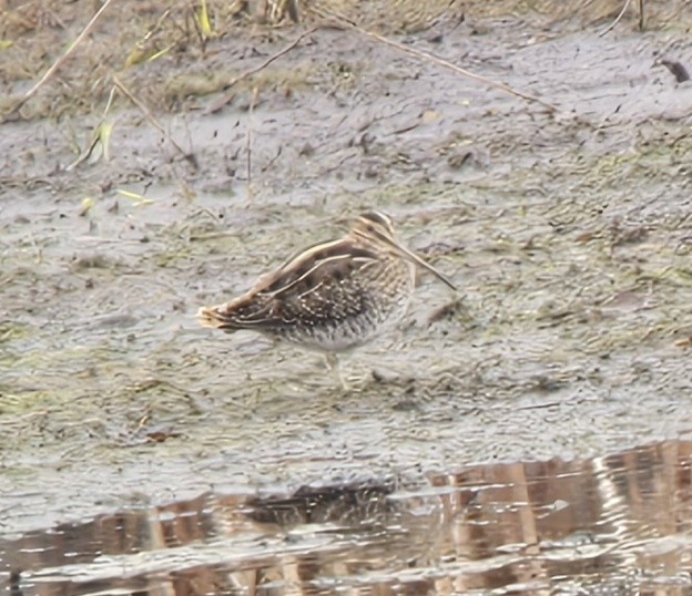 Wilson's Snipe - ML644962002