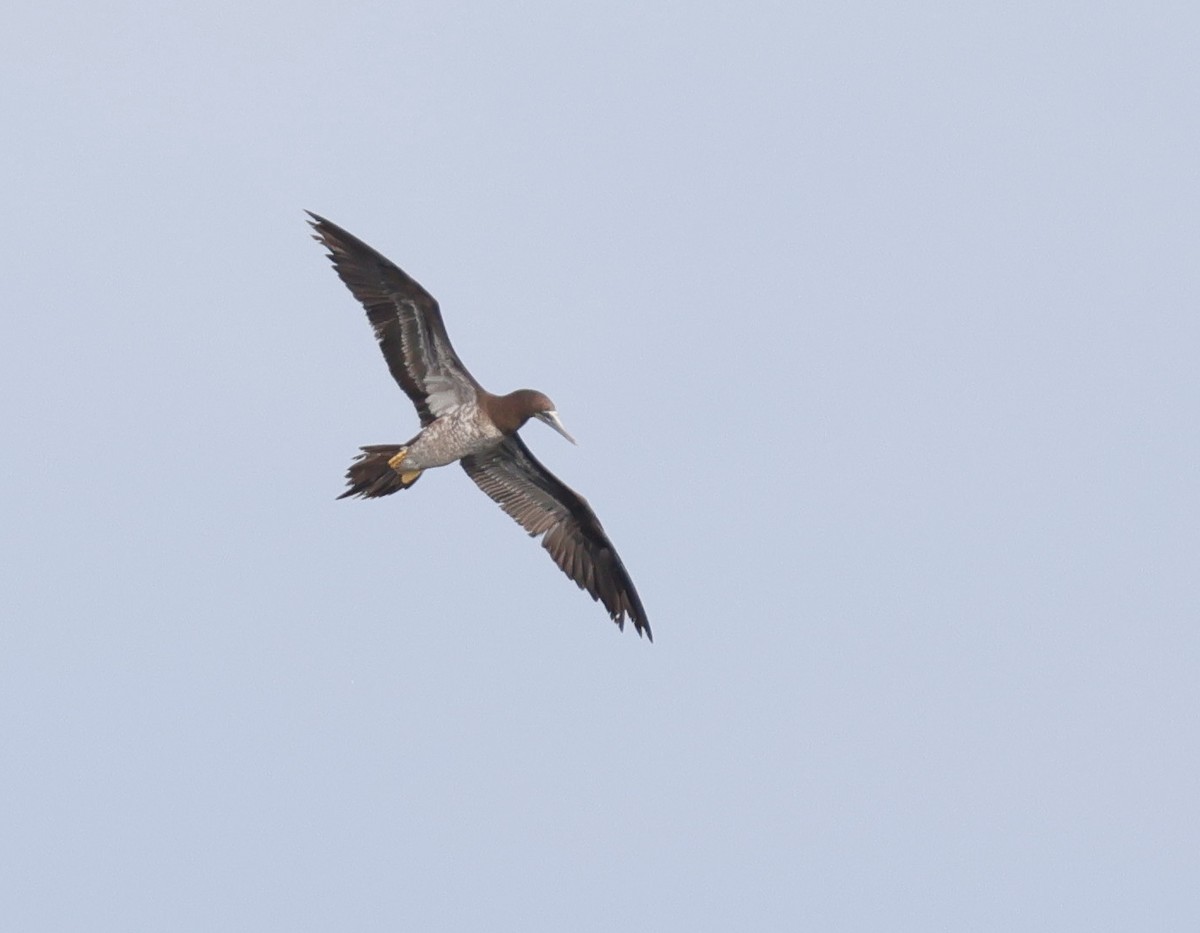 Brown Booby - ML644962027