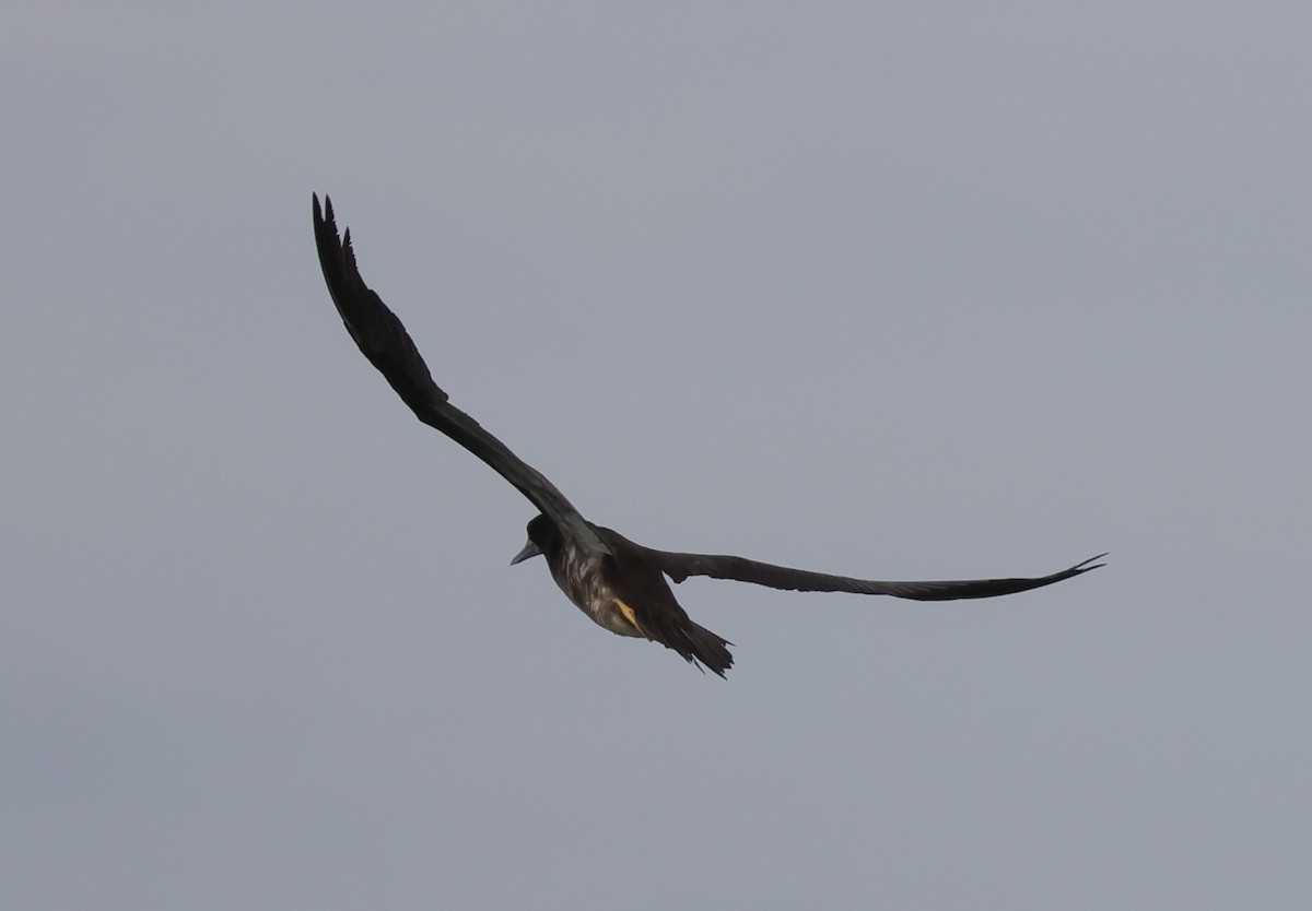 Brown Booby - ML644962028