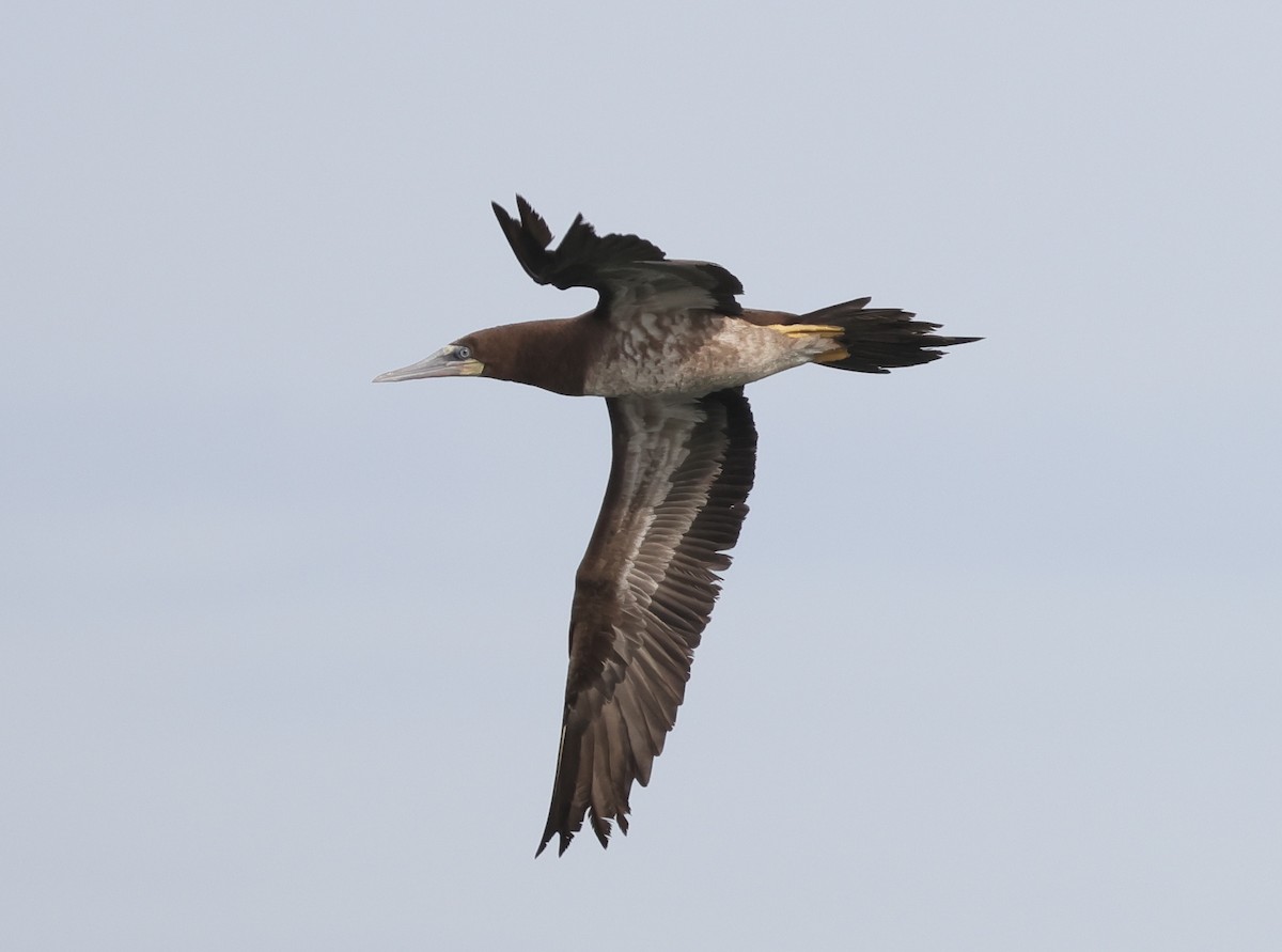 Brown Booby - ML644962029