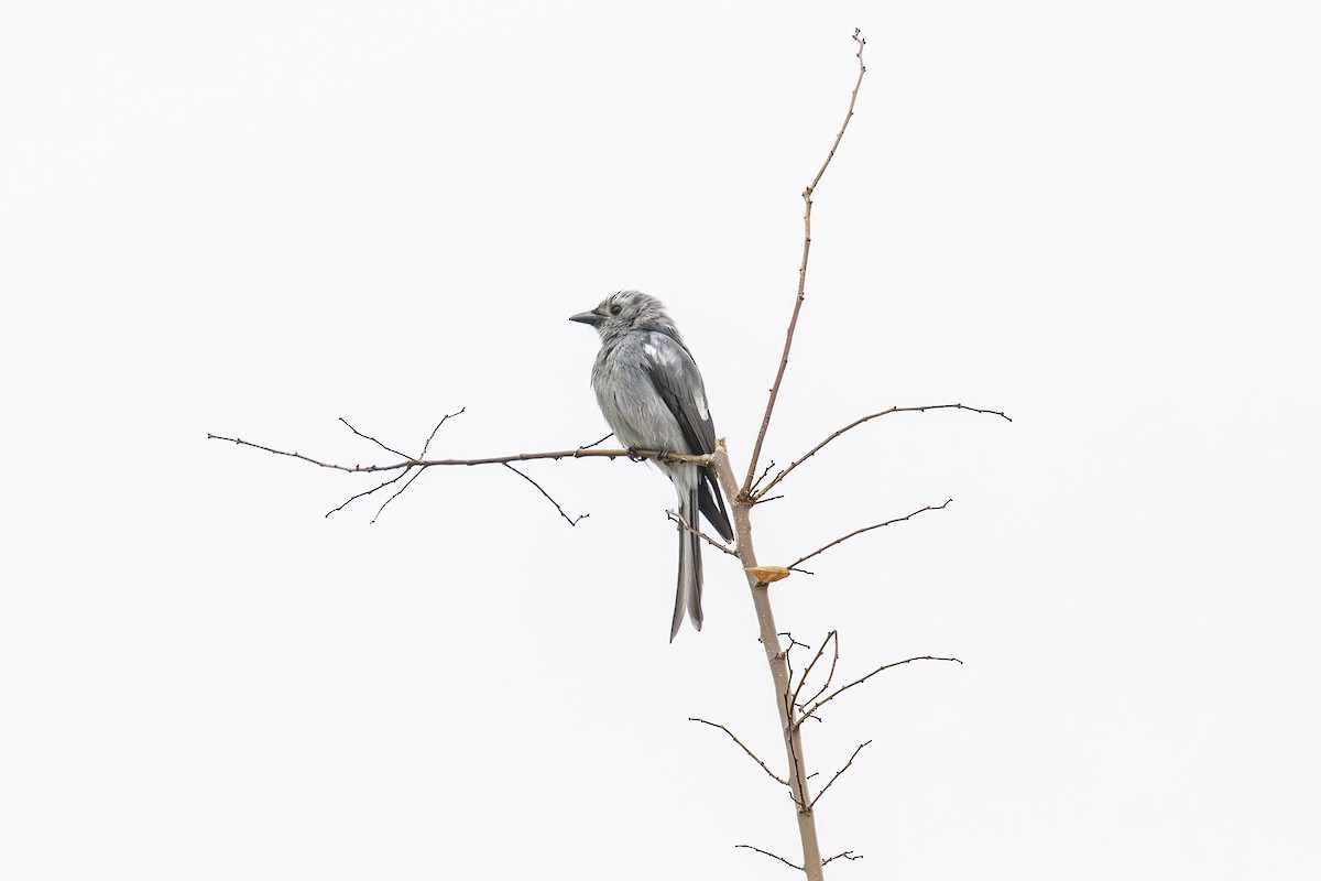 Ashy Drongo - ML644962042
