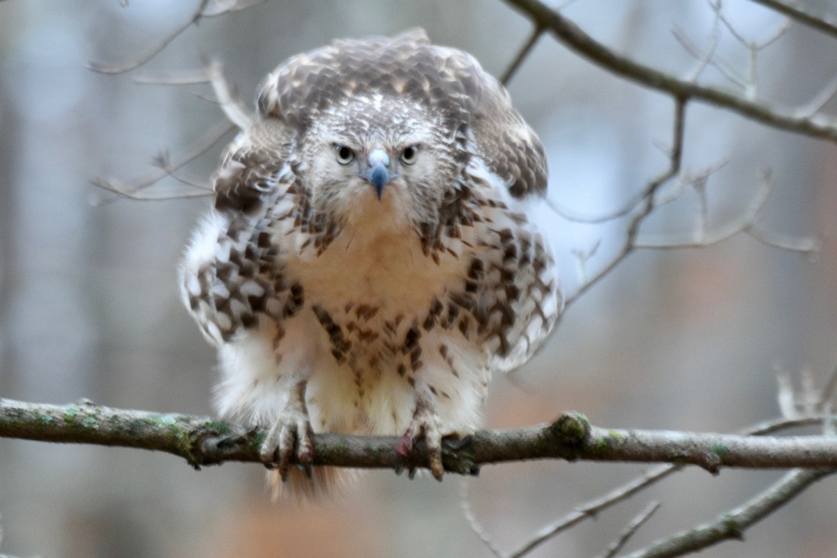 Канюк неоарктичний - ML644962066