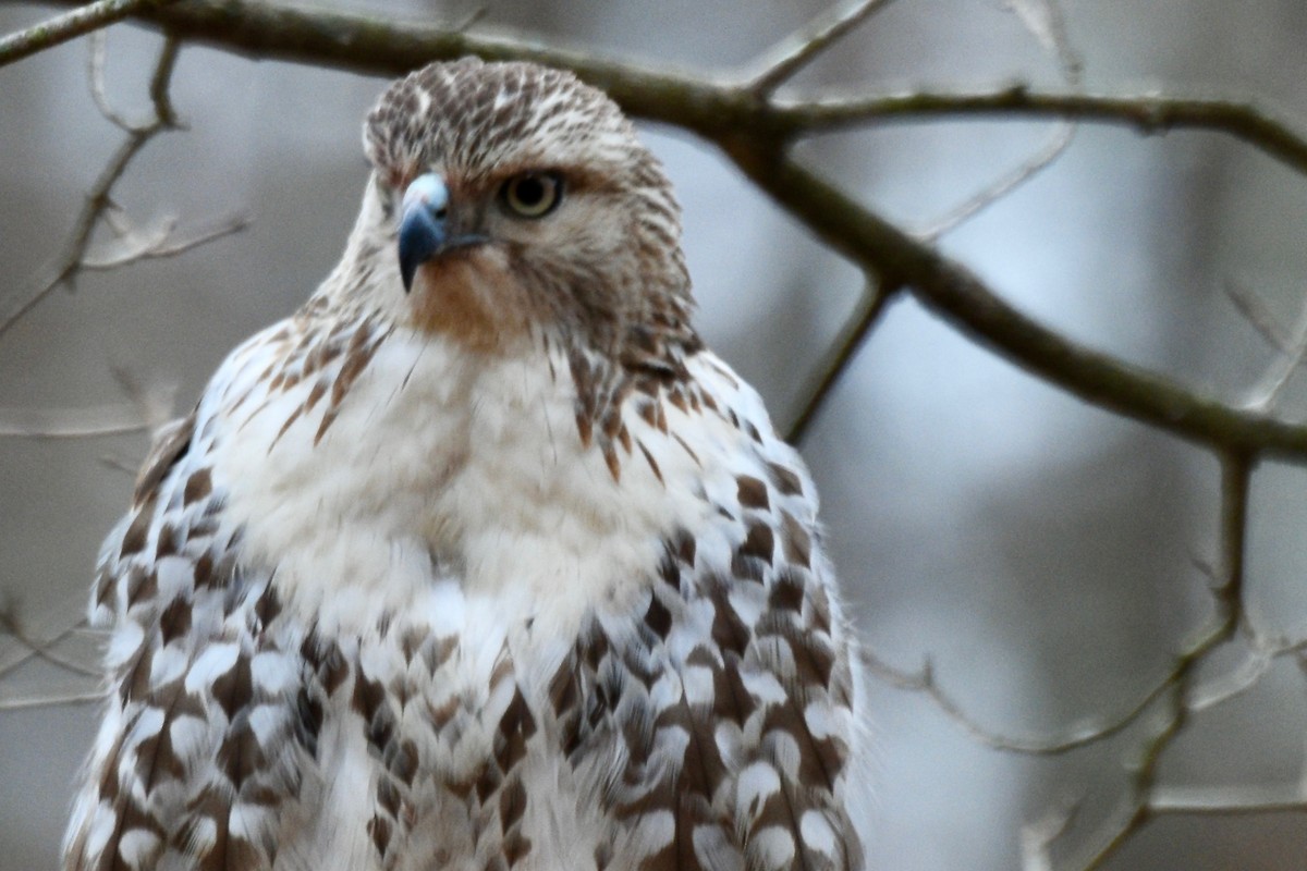 Канюк неоарктичний - ML644962073