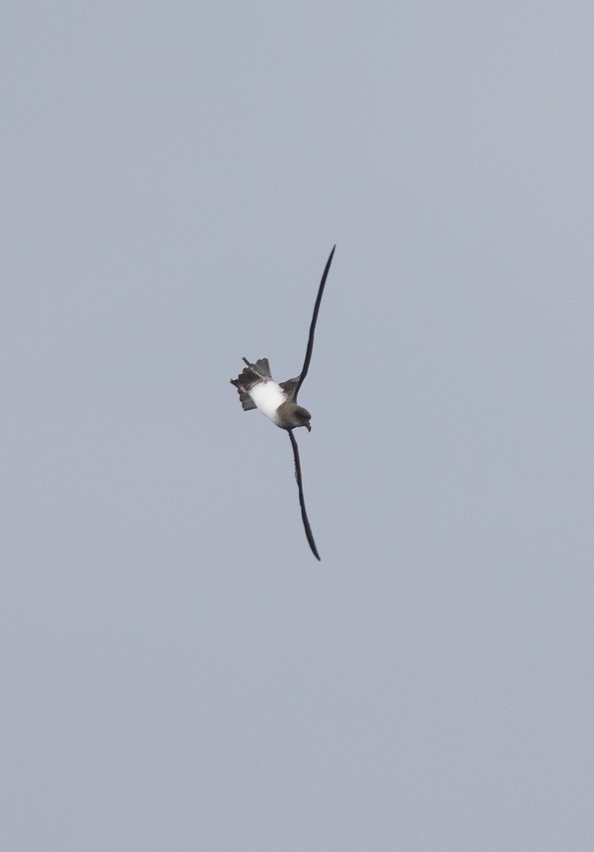 Atlantic Petrel - ML644962090