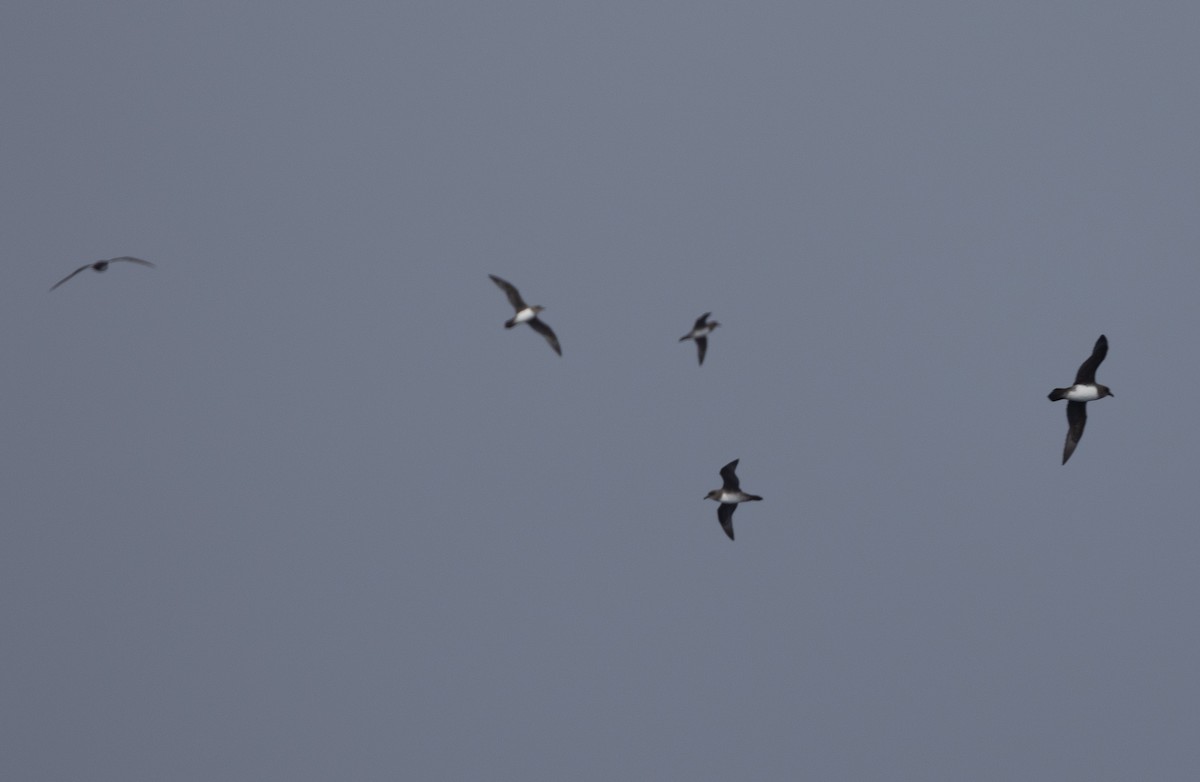 Atlantic Petrel - ML644962091