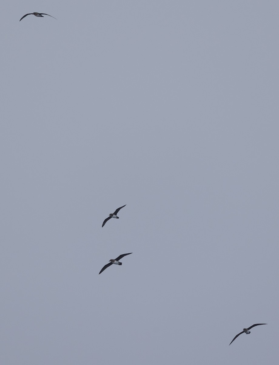 Atlantic Petrel - ML644962092