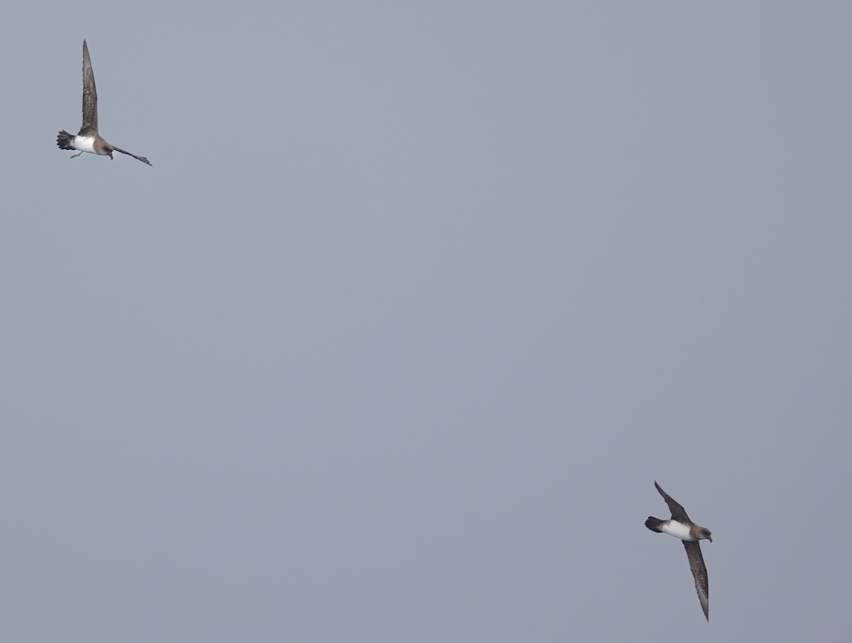 Atlantic Petrel - ML644962093