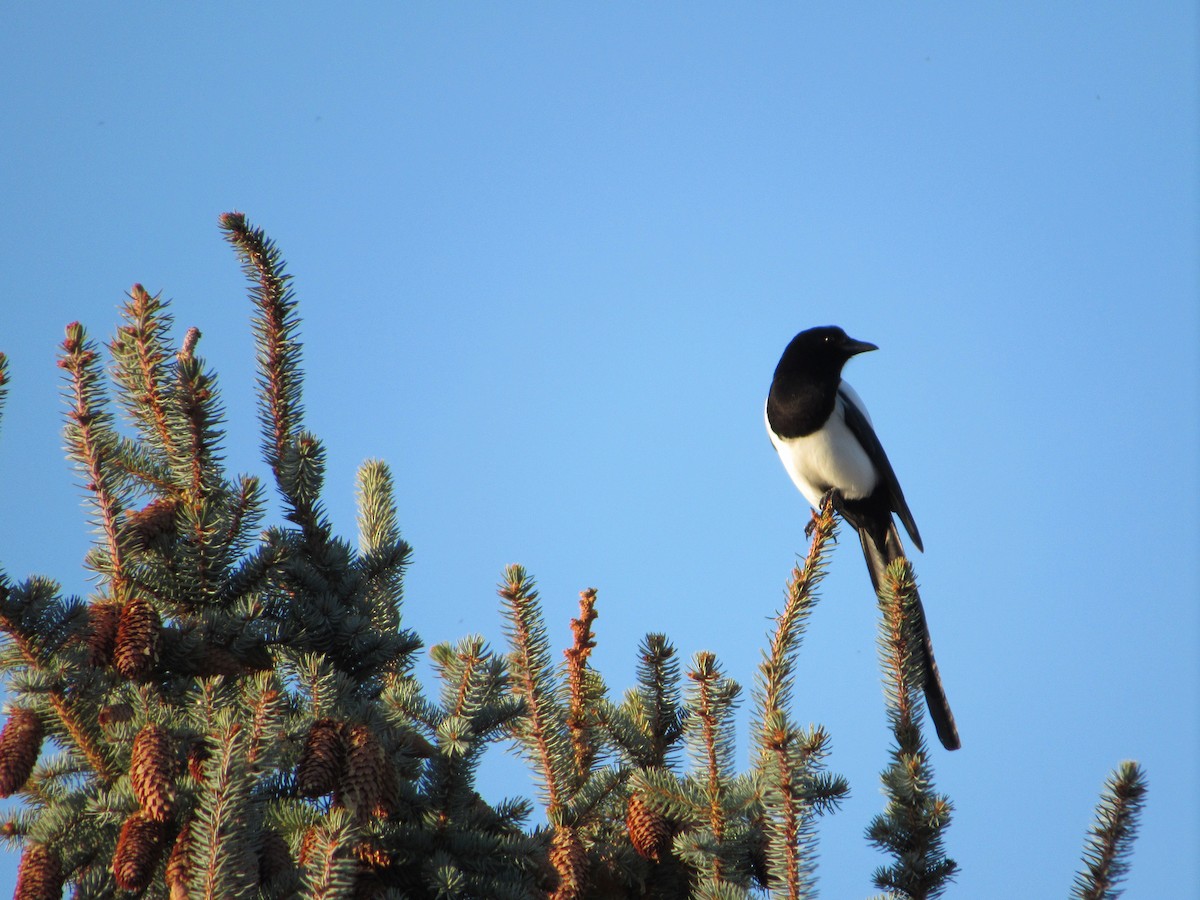 straka americká - ML644962095