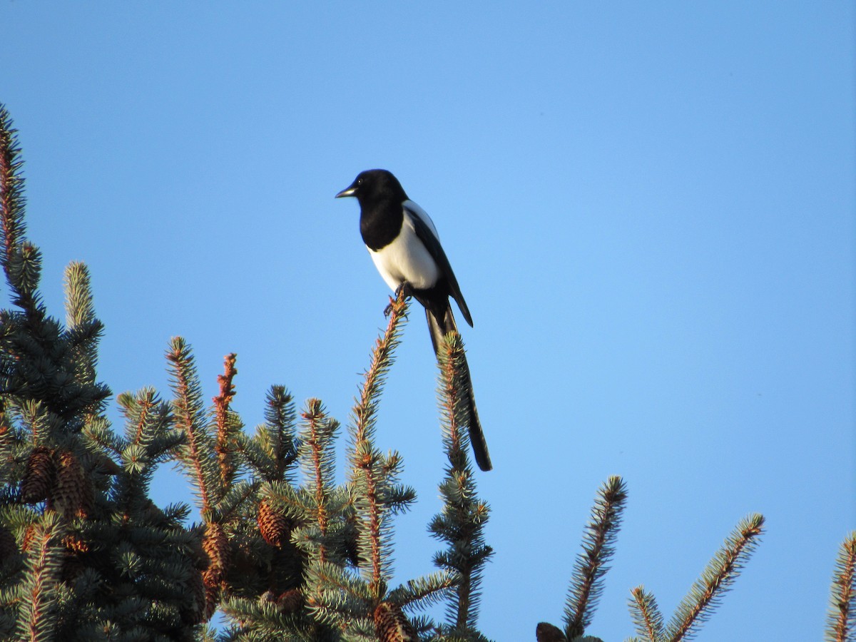 straka americká - ML644962097